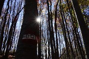 35 Il sole sbircia nella faggeta